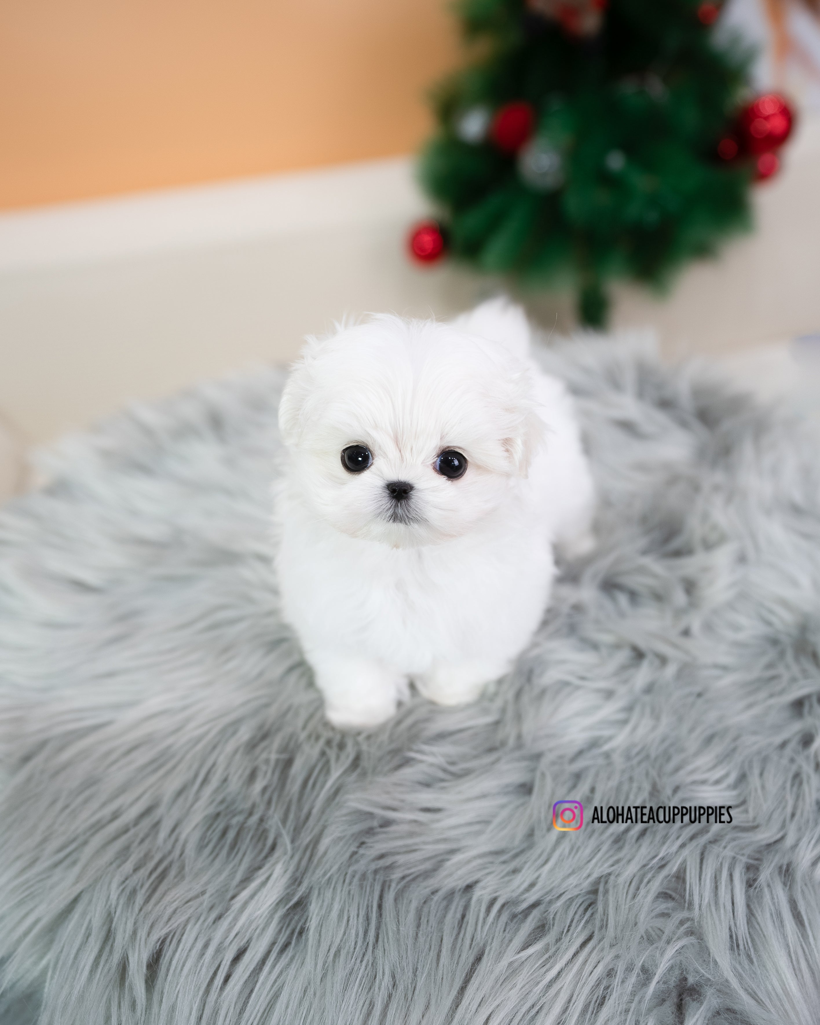 Fia [TEACUP MALTESE]