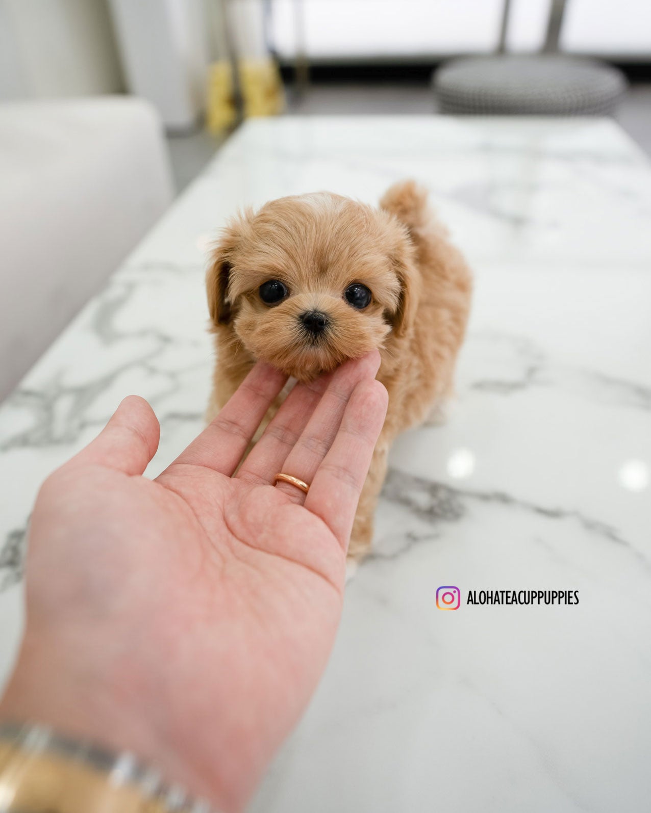 Elio [TEACUP MALTIPOO]