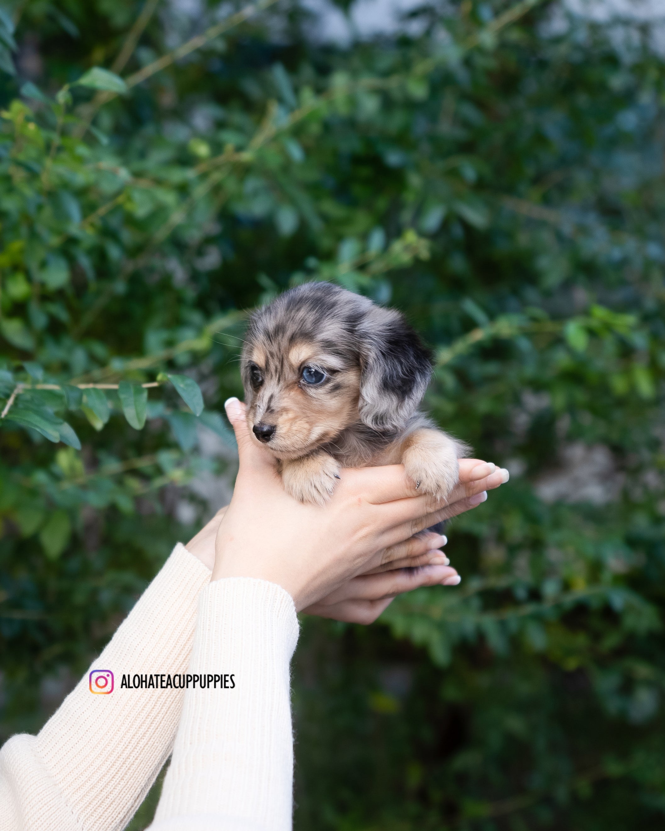 Blair [TEACUP DACHSHUND]