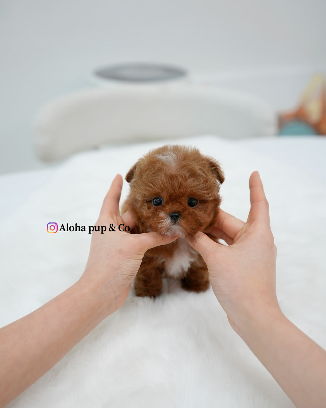 Dolly [TEACUP MALTIPOO]