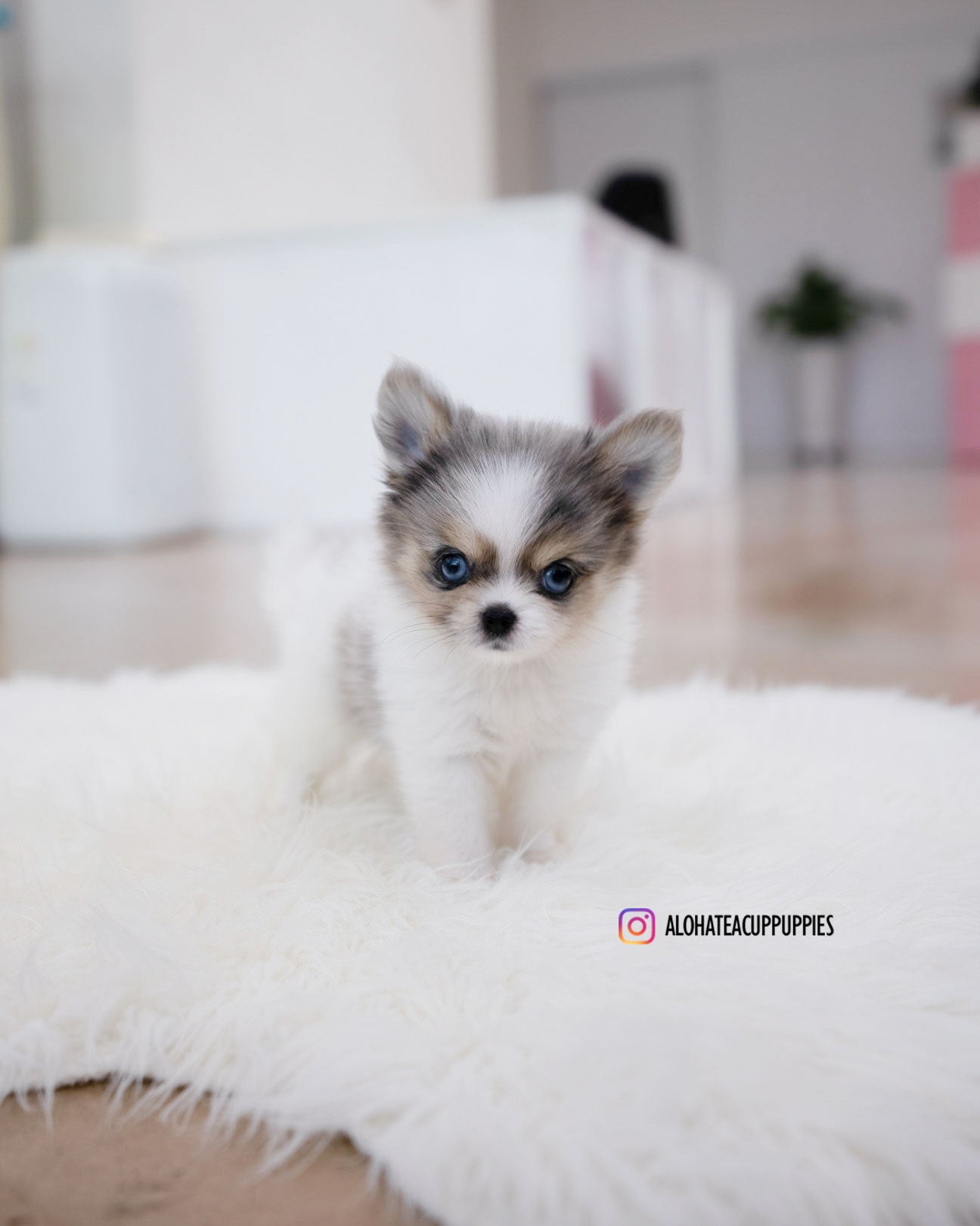 Berry [TEACUP POMSKY]