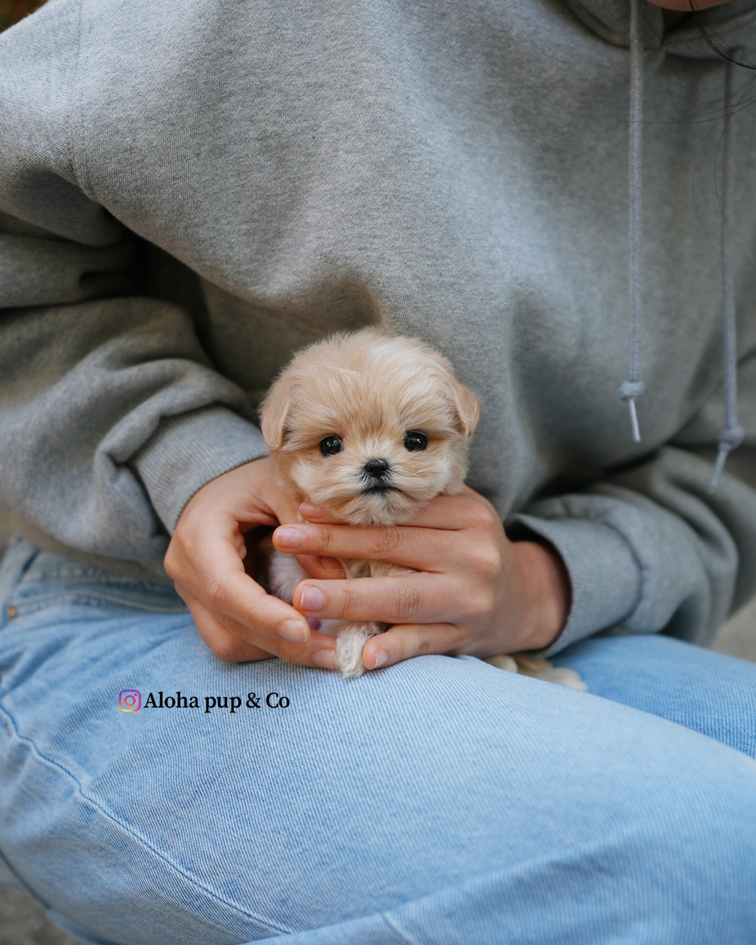 Cleo [TEACUP MALTIPOO]