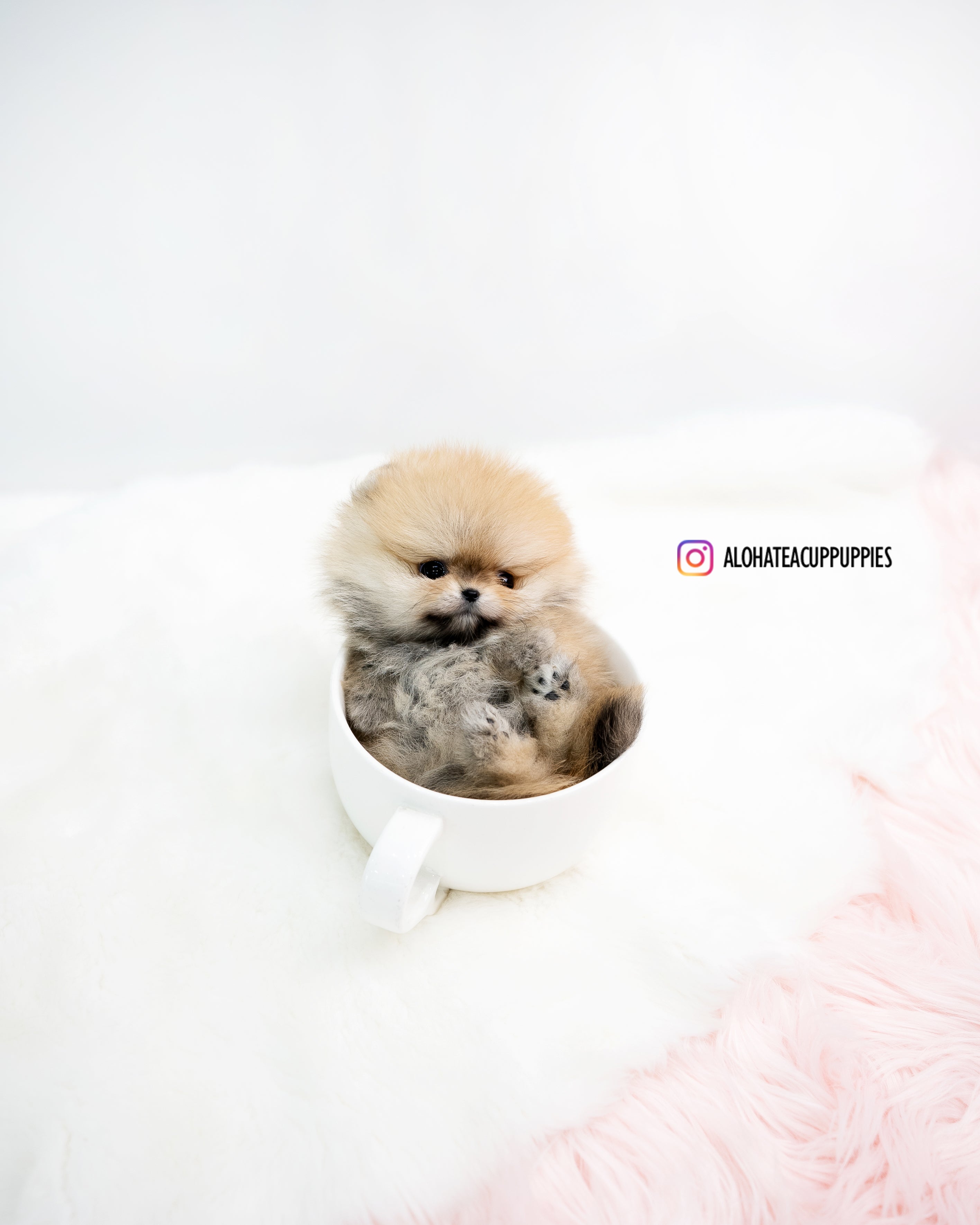 Phoebe [POMERANIA TAZA DE TÉ]