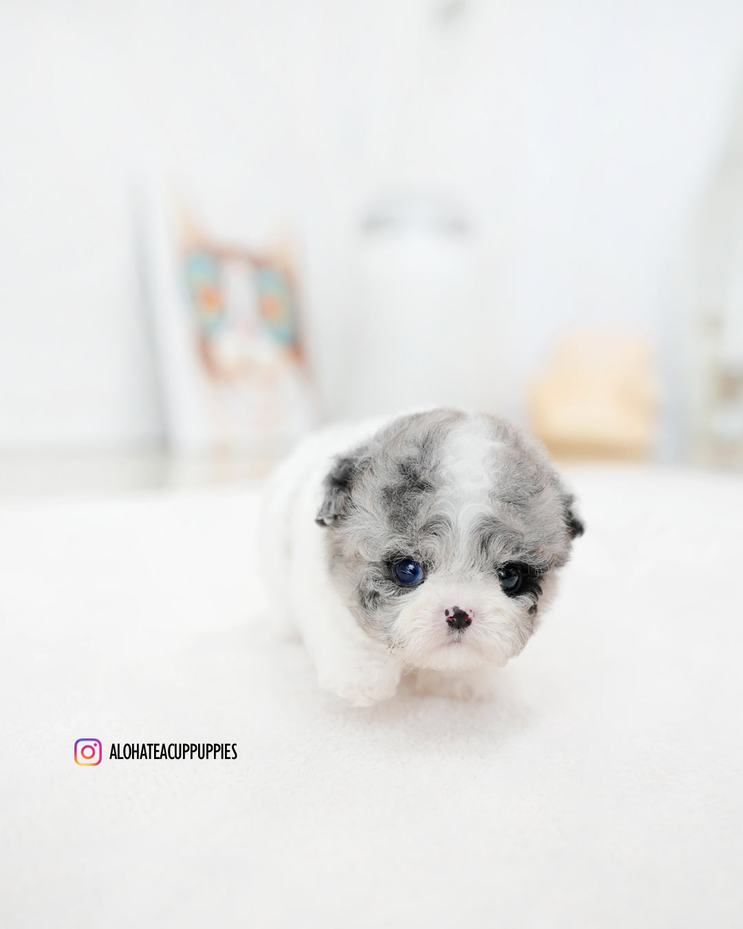 Chloe [TEACUP MALTIPOO]
