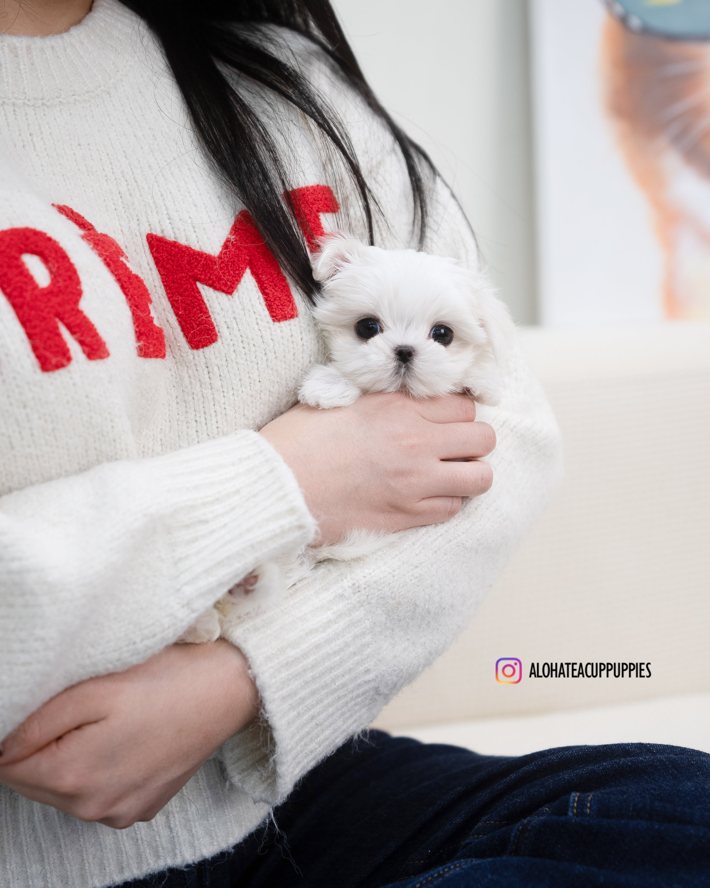 Erin [TEACUP MALTESE]