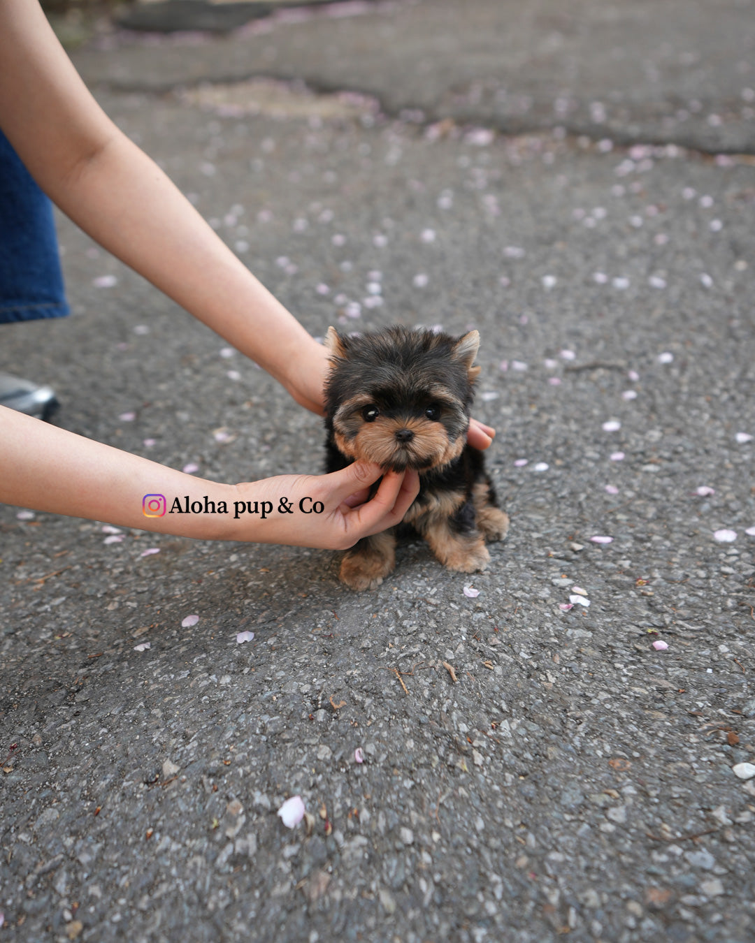 Sia [Teacup Yorkie]