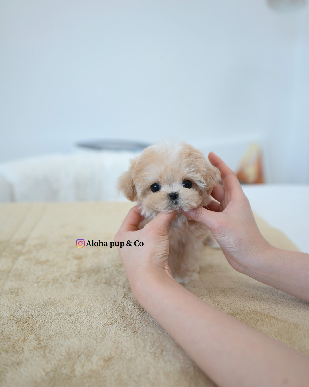 Mori [TEACUP MALTIPOO]