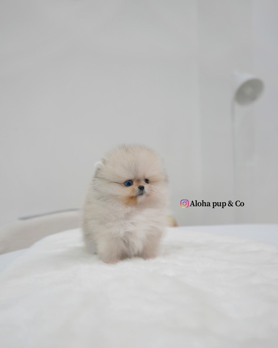 Rocco [POMERANIA TAZA DE TÉ]