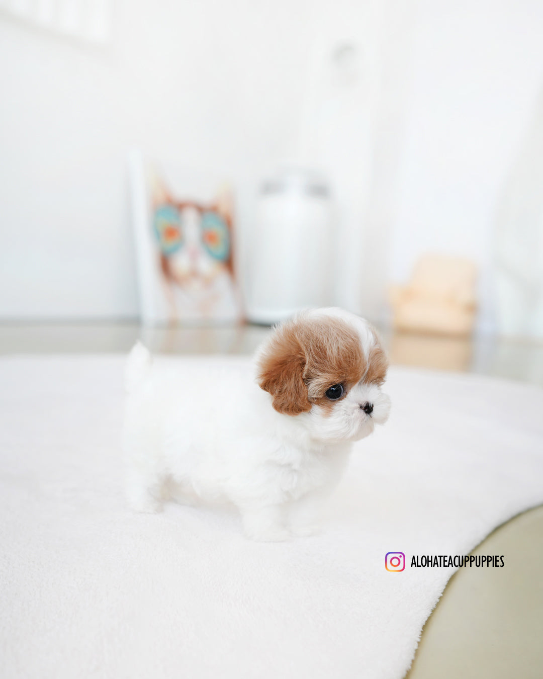 Lucy [TEACUP MALTIPOO]
