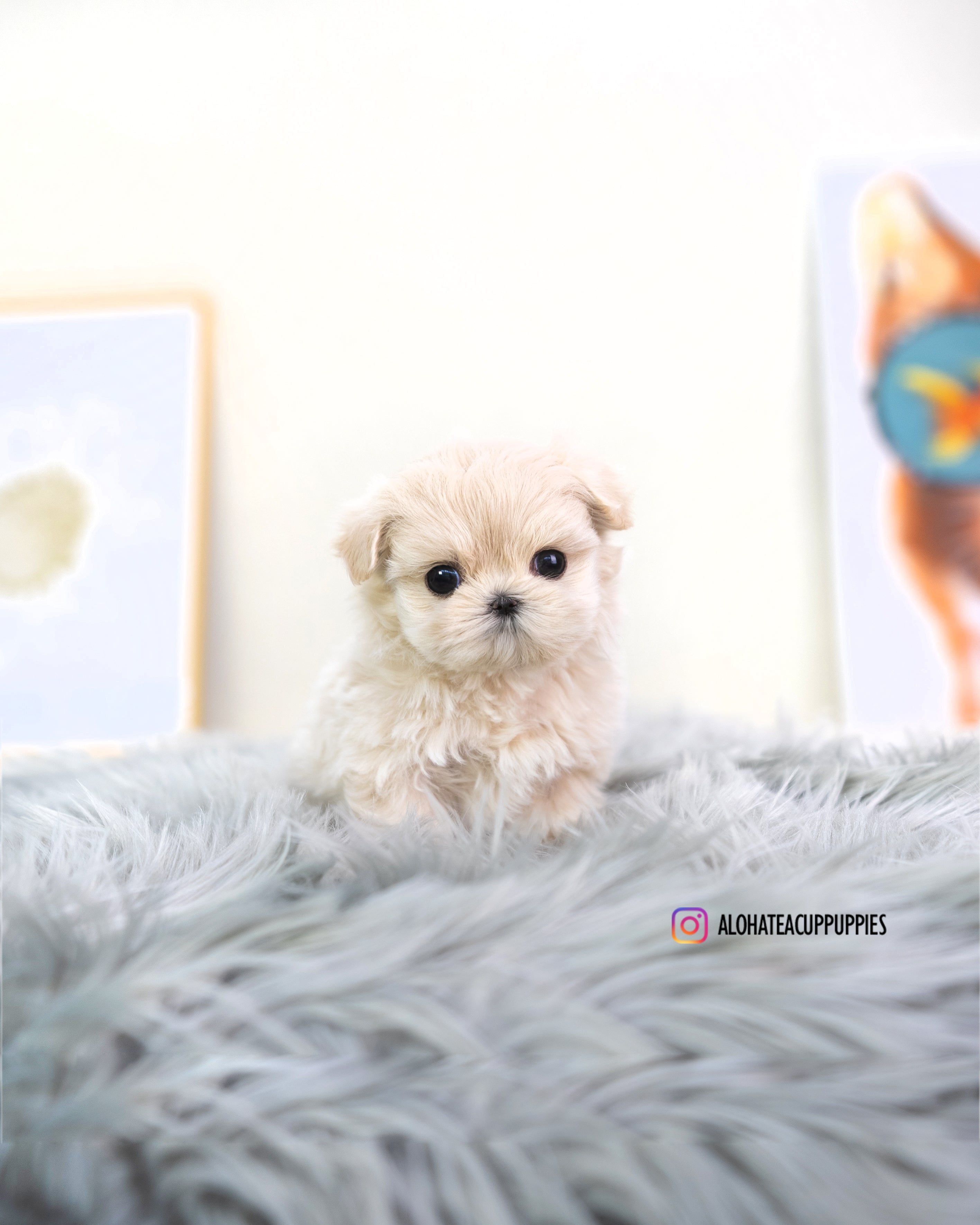 Susan [TEACUP MALTIPOO]