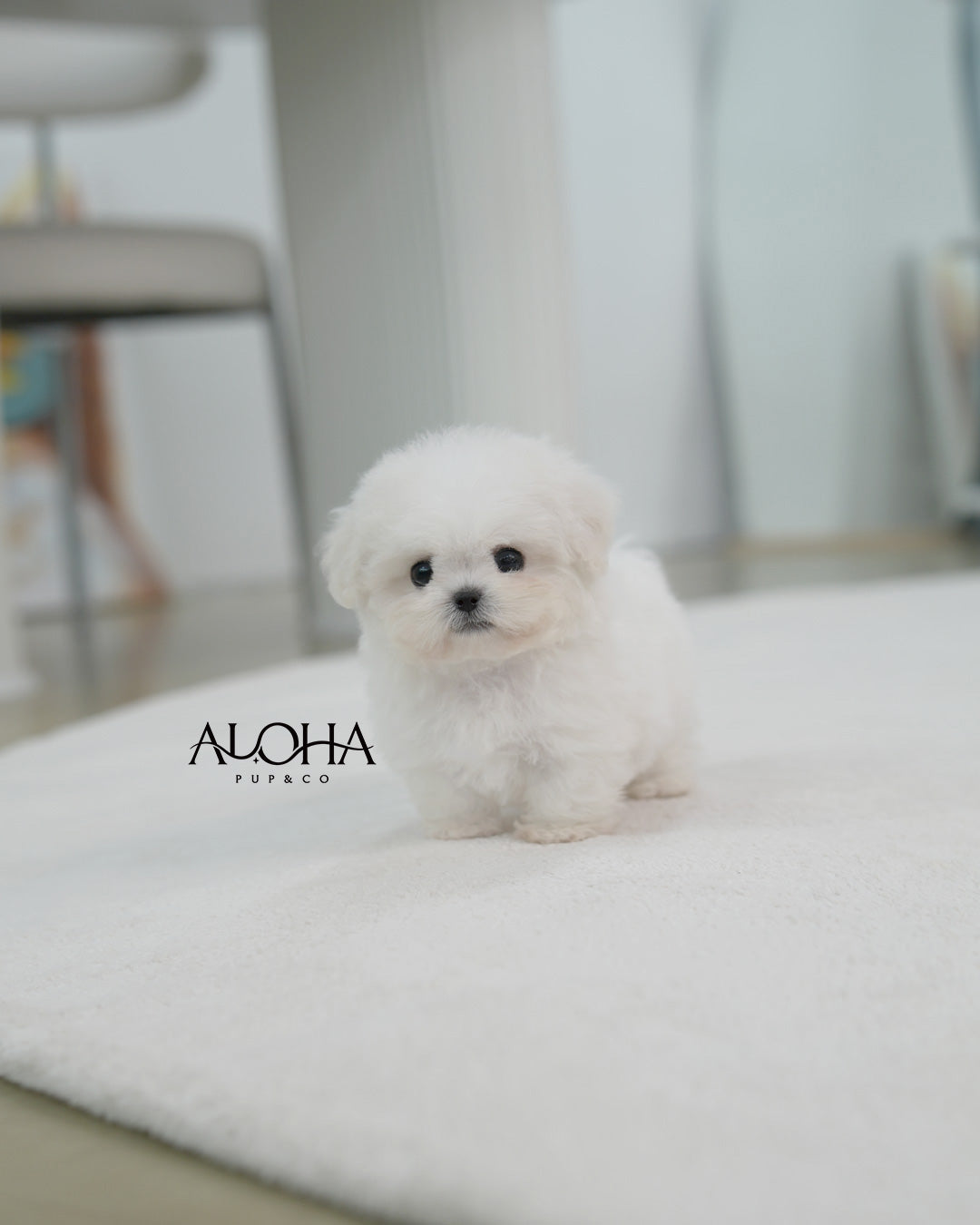 Bubble [TEACUP BICHON Frise]