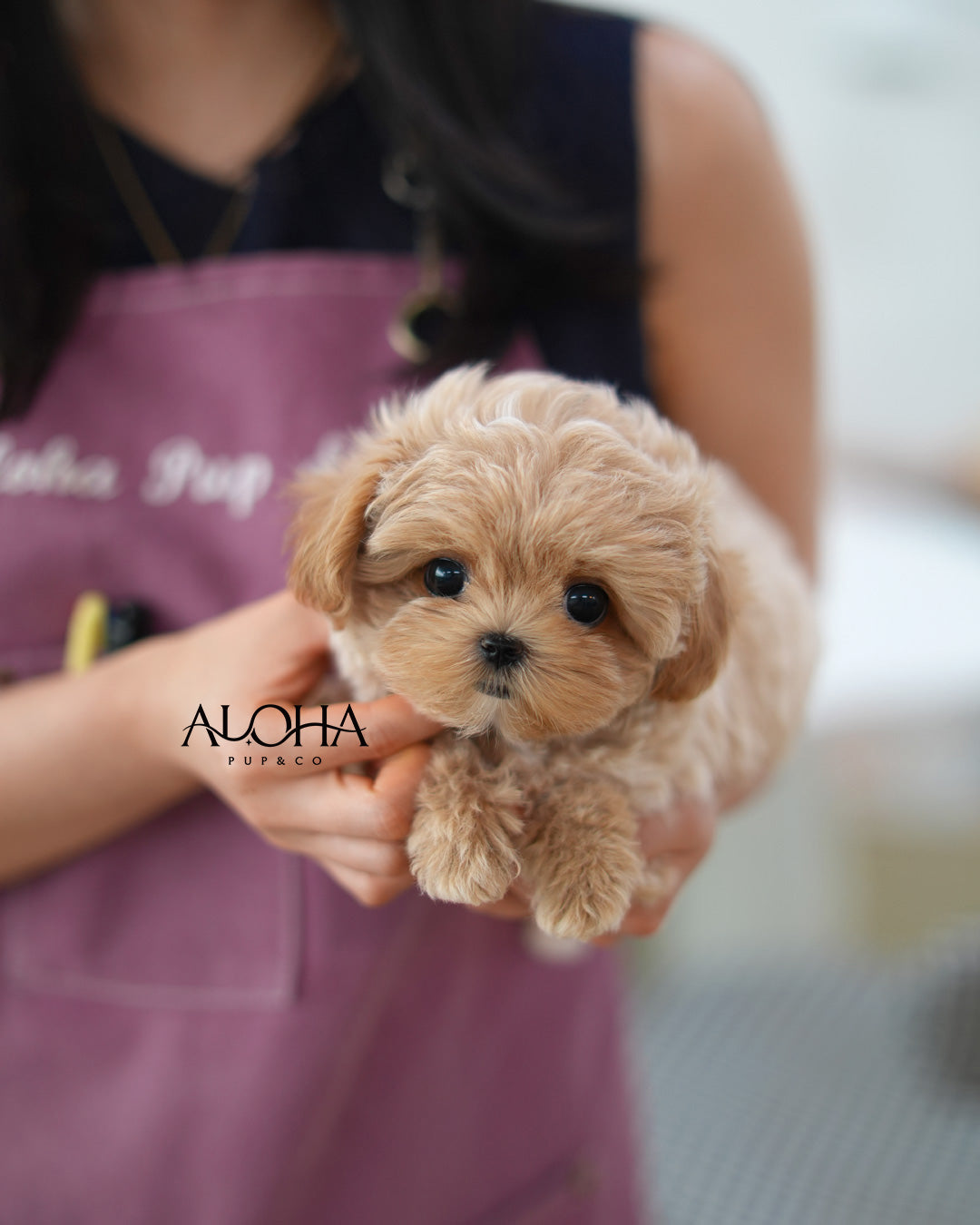 Nemo [TEACUP MALTIPOO]