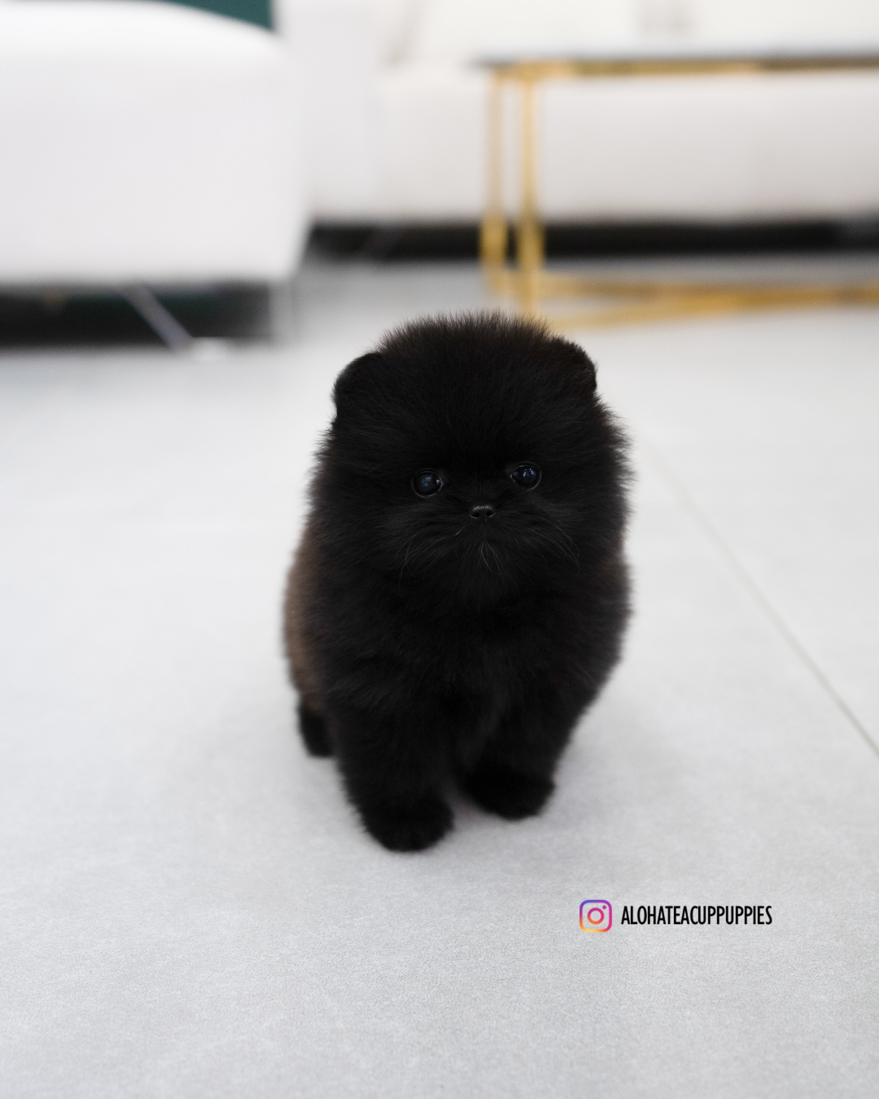 Margo [POMERANIA TAZA DE TÉ]