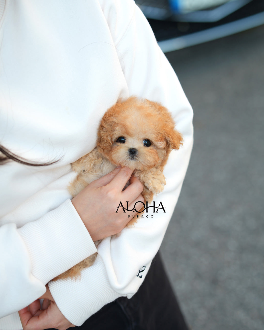 Lottie [TEACUP MALTIPOO]