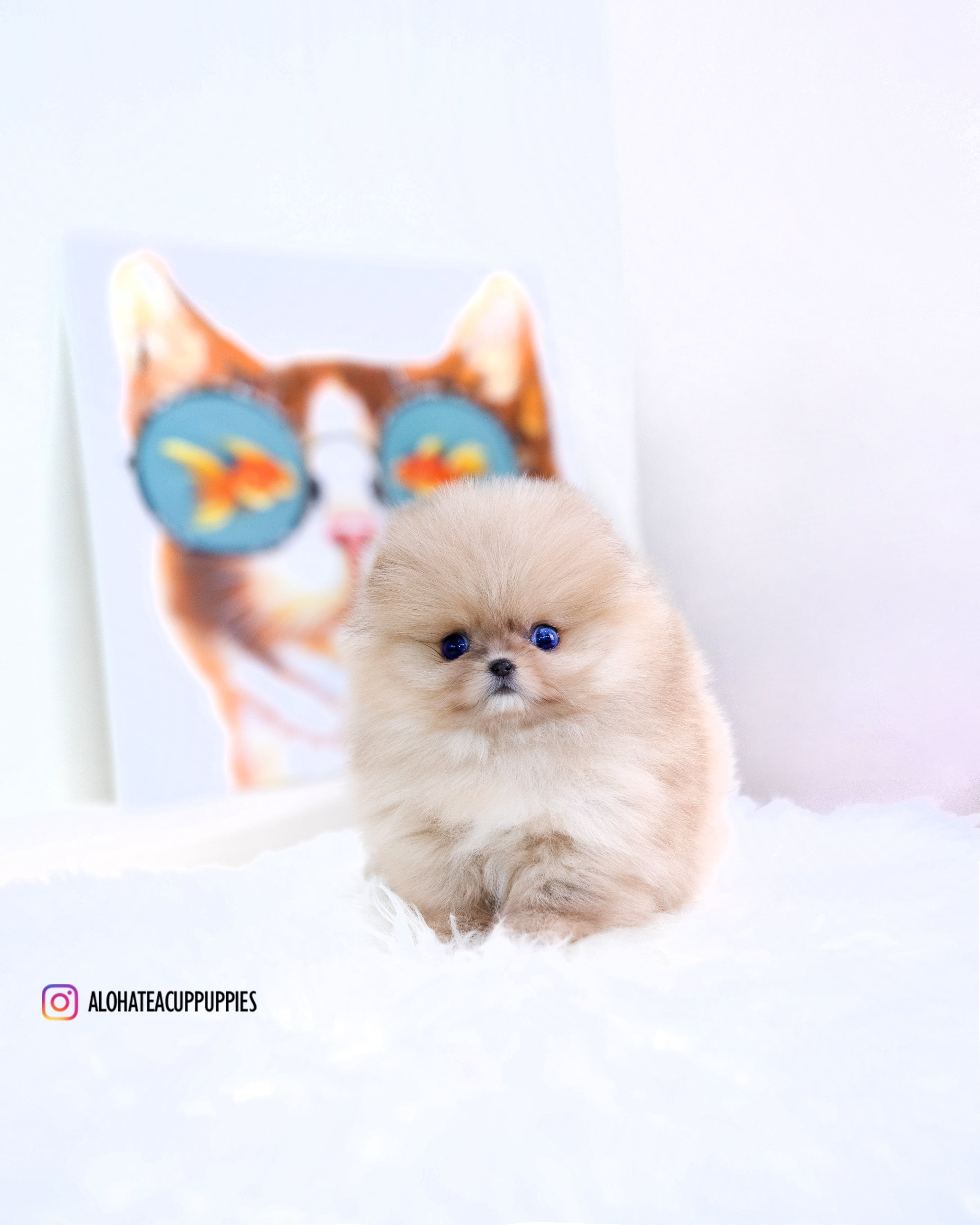 Gideon [TEACUP POMERANIAN]