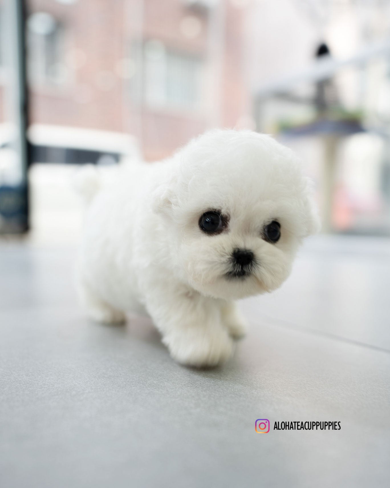 Vida [TEACUP BICHON]