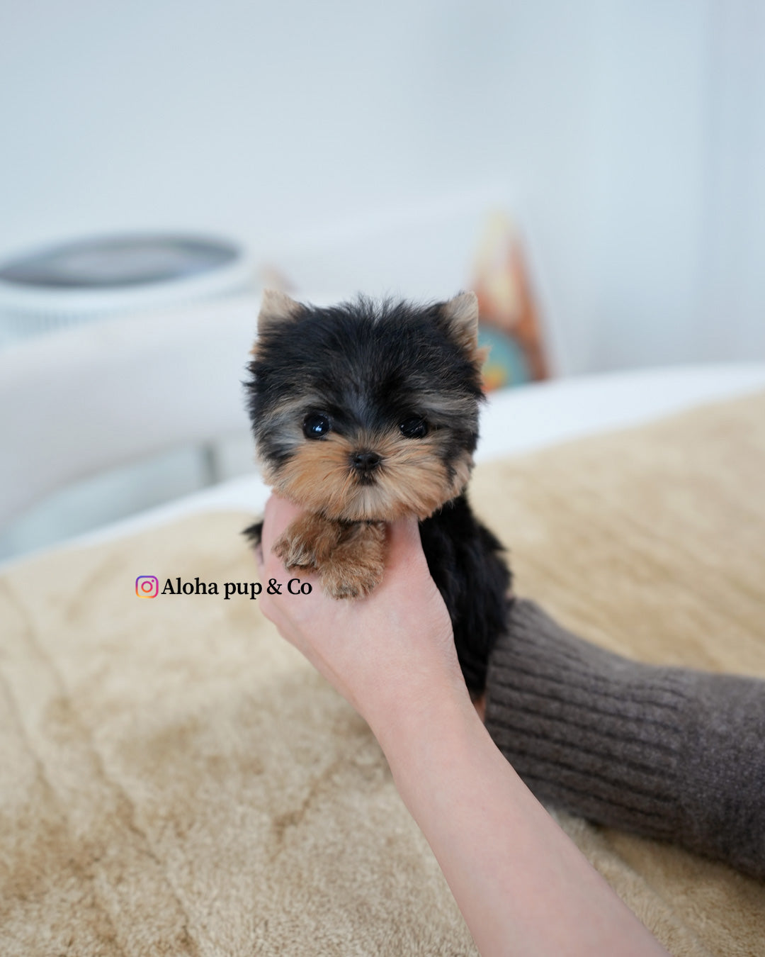 Ivy [Teacup YORKIE]