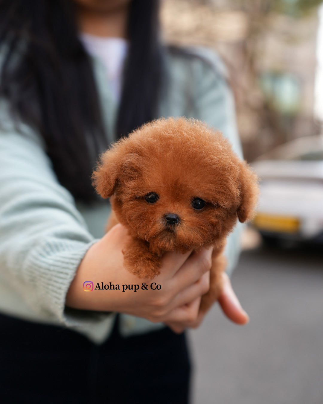 Kit [TEACUP POODLE]
