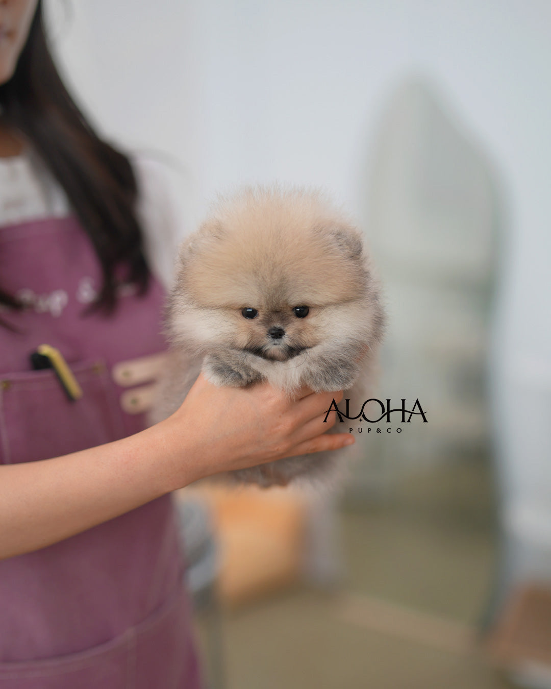 Gaby [TEACUP POMERANIAN]