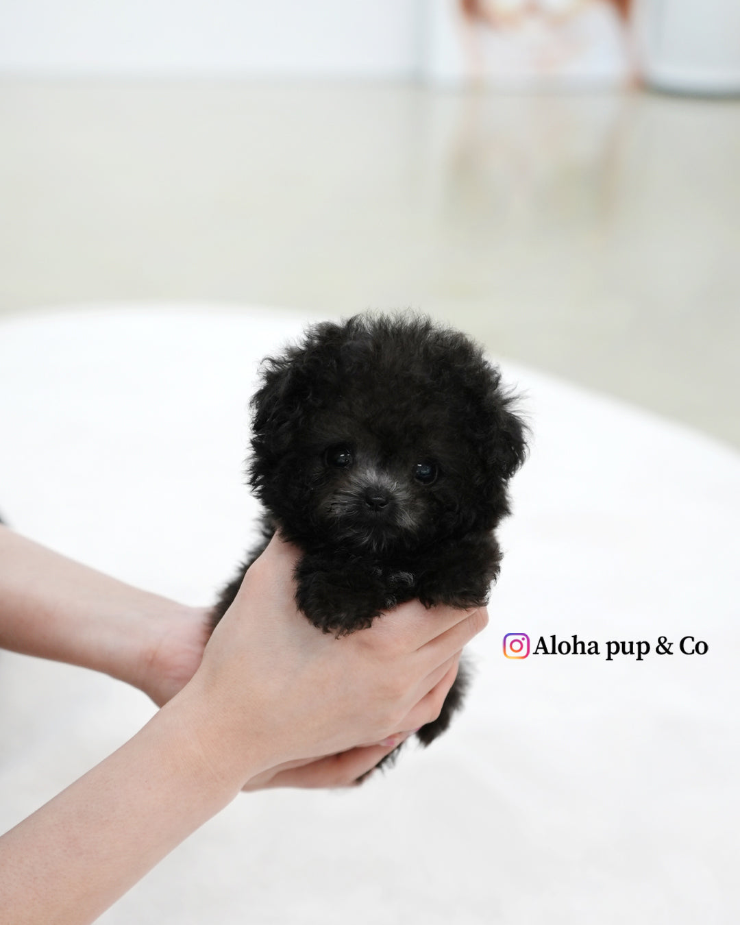 Bubu [TEACUP POODLE]