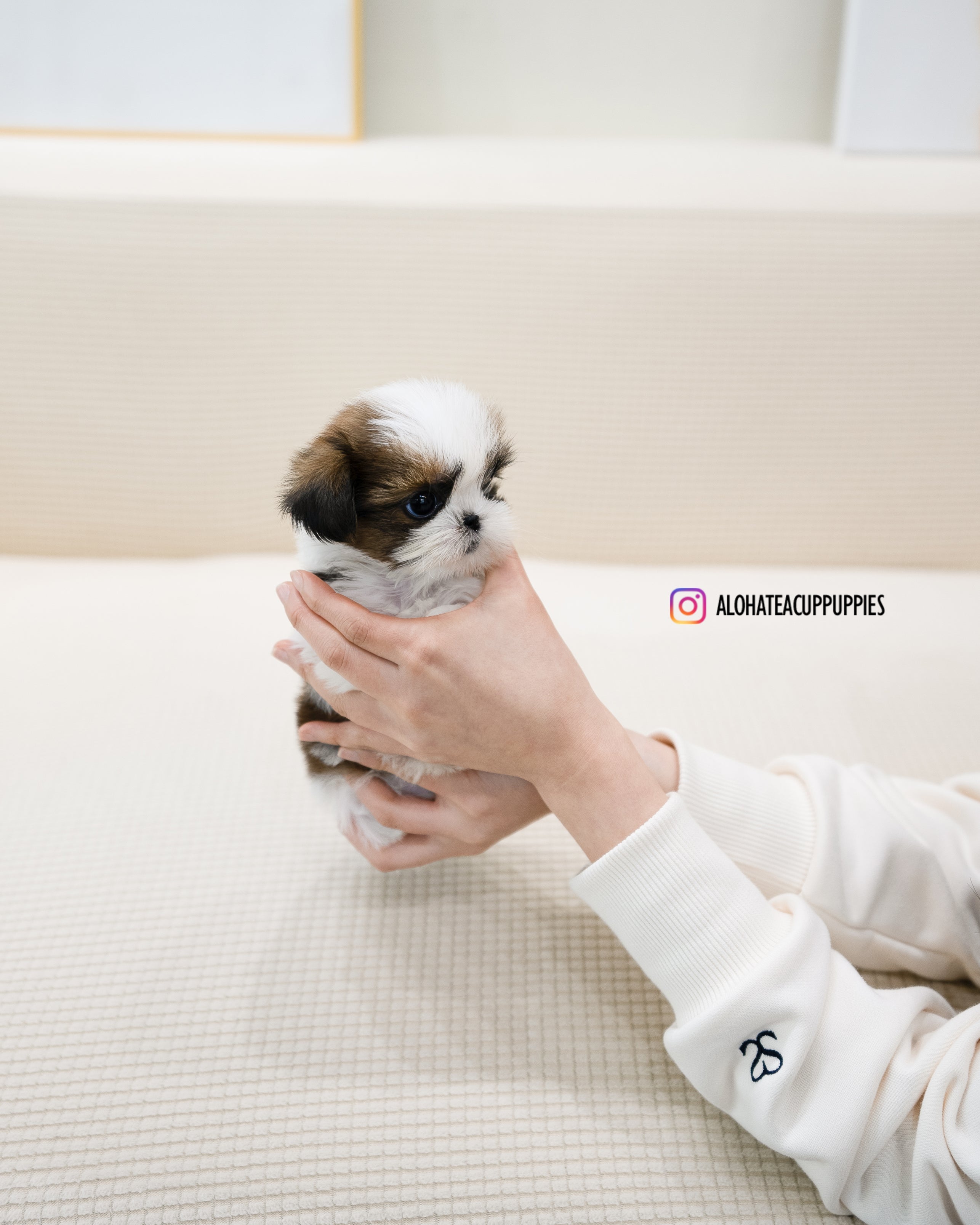 Heidi [TEACUP SHIHTZU]