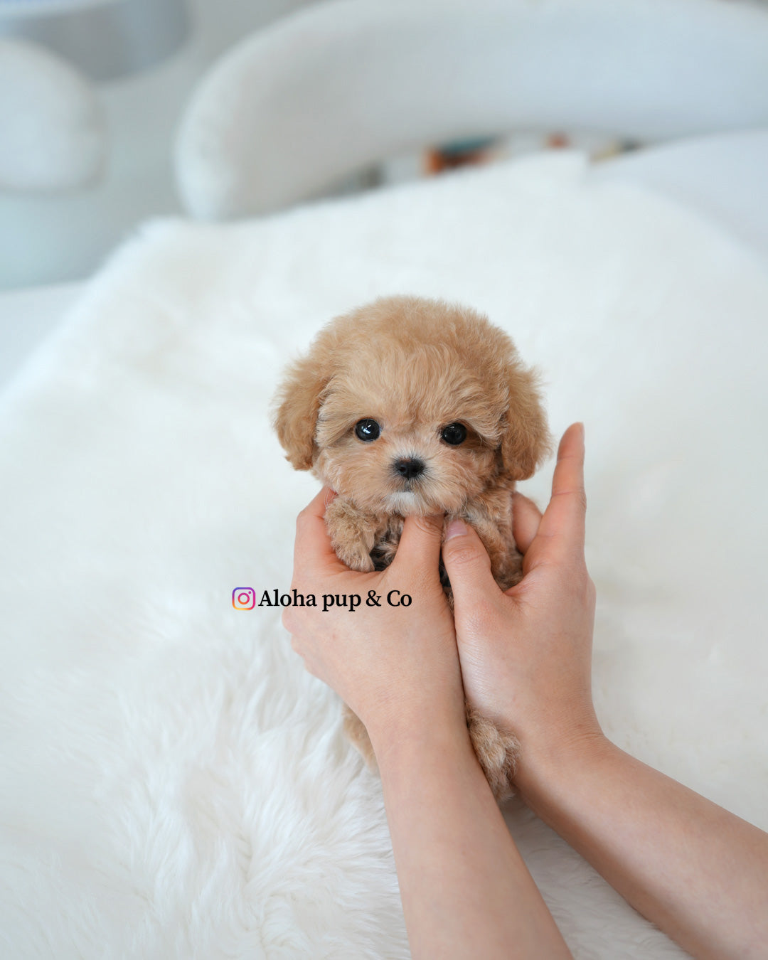 Waffle [TEACUP POODLE]