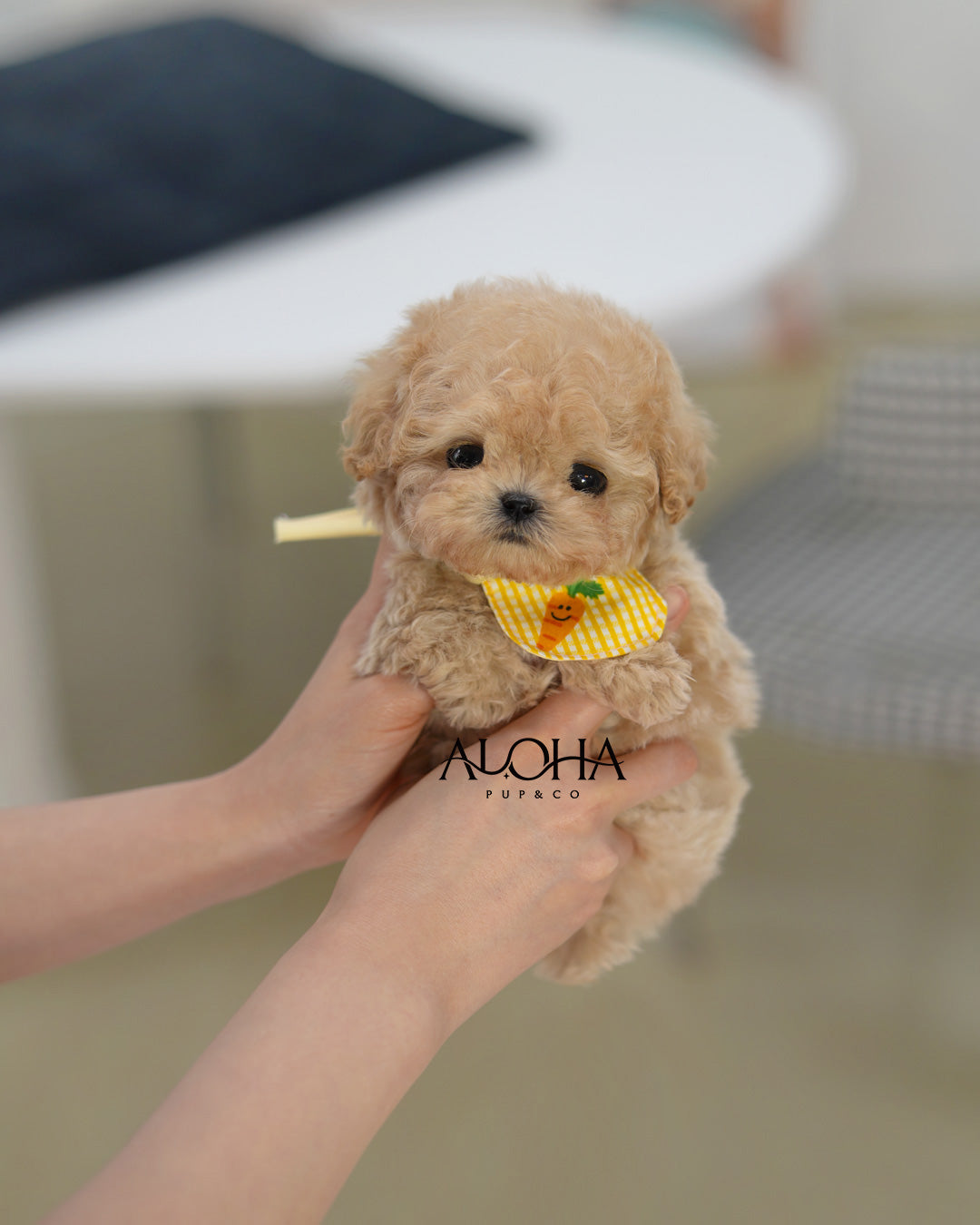 Liv [TEACUP POODLE]