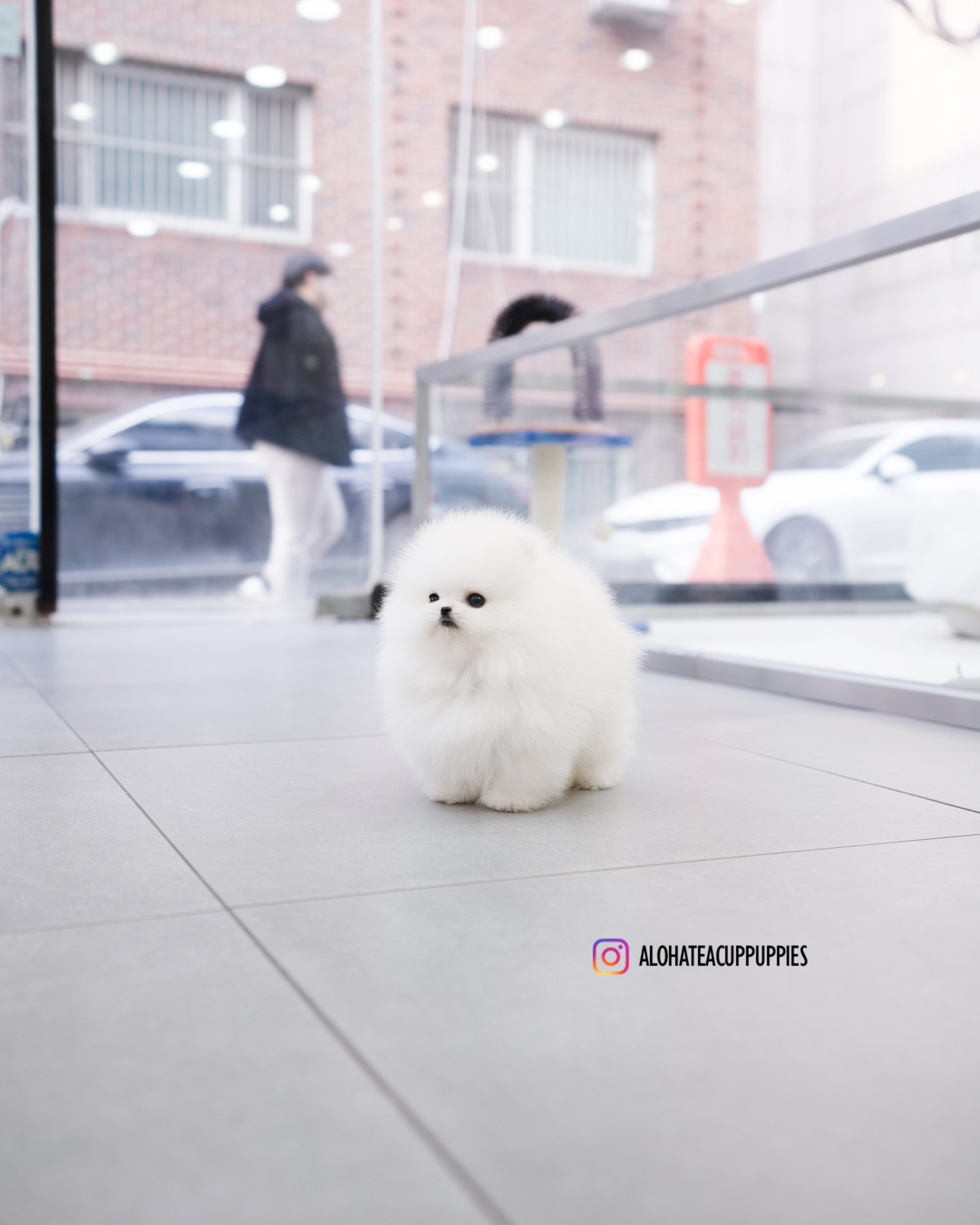 Poppy [TEACUP POMERANIAN]