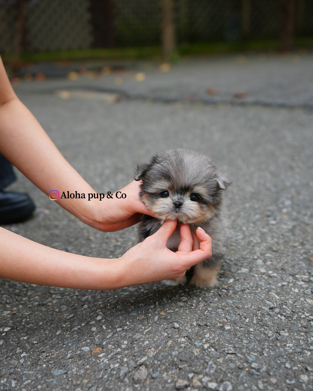 雨果 [茶杯马尔济斯博美犬]