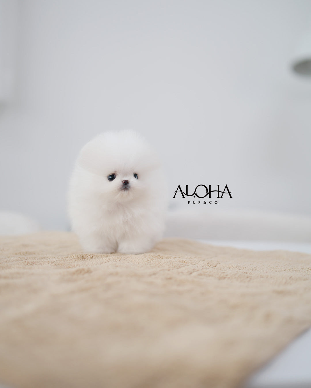 Anna [TEACUP POMERANIAN]