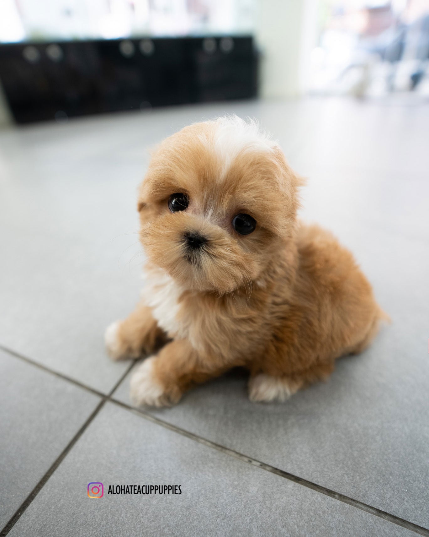 Eden [TEACUP MALTIPOO]