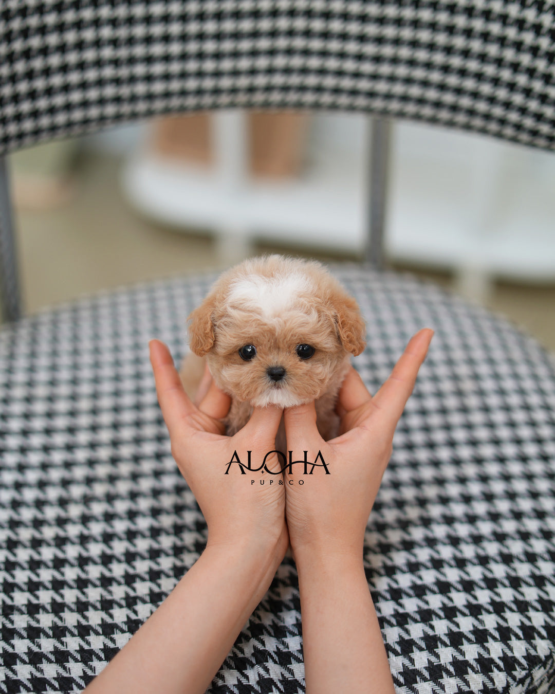 Berry [TEACUP MALTIPOO]