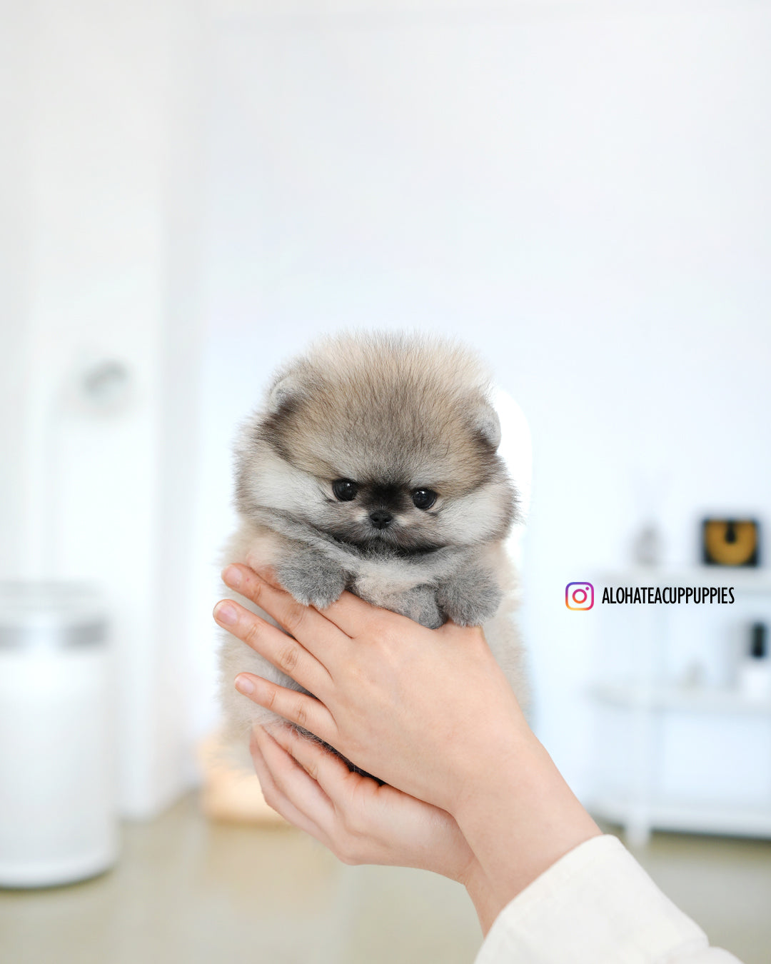 Diego [POMERANIA TAZA DE TÉ]
