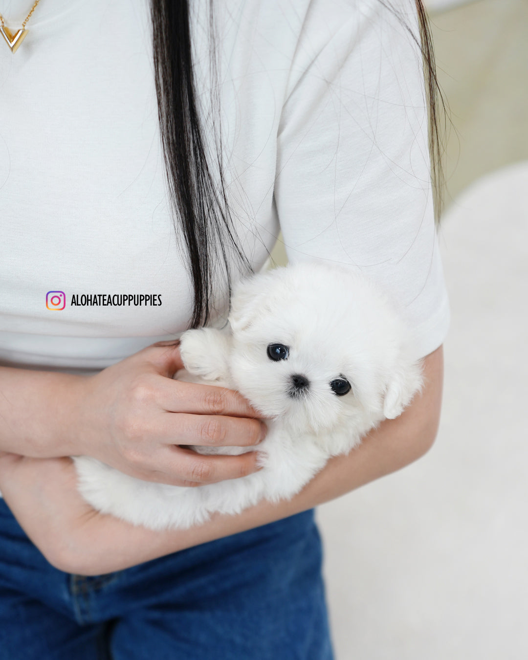 Tiki [TEACUP MALTESE]