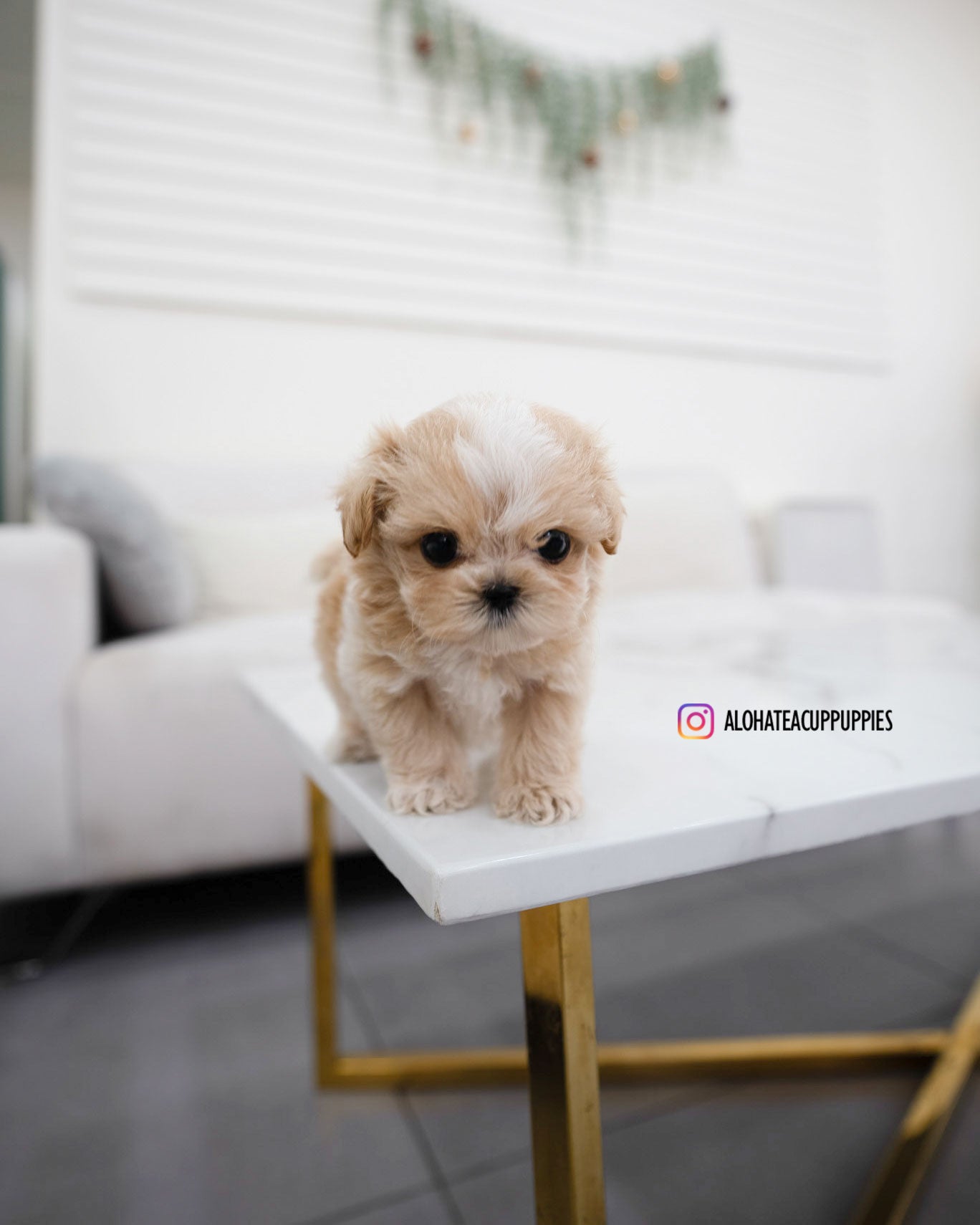 Mac [TEACUP MALTIPOO]