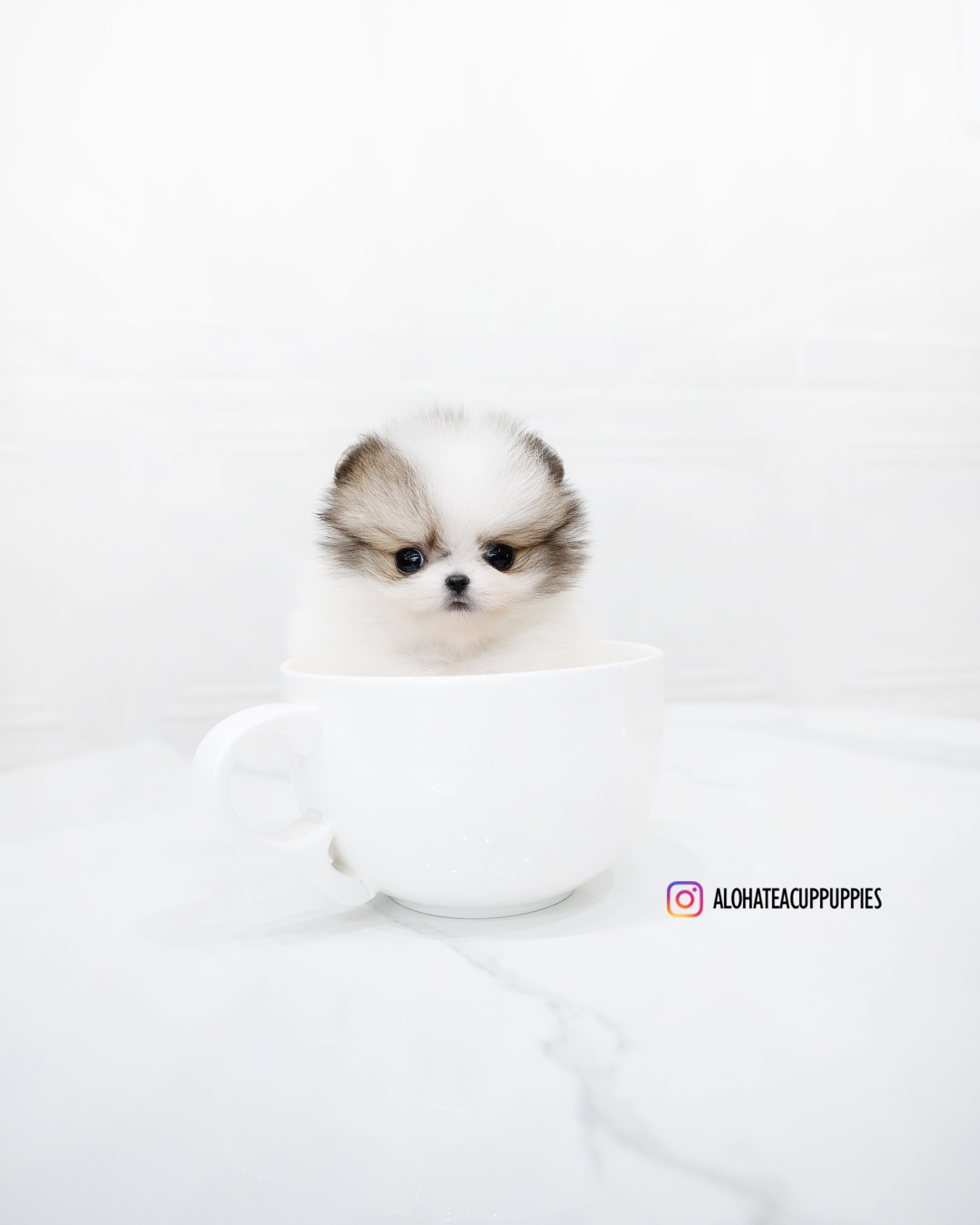 Fubao [POMERANIA TACITA DE TÉ]
