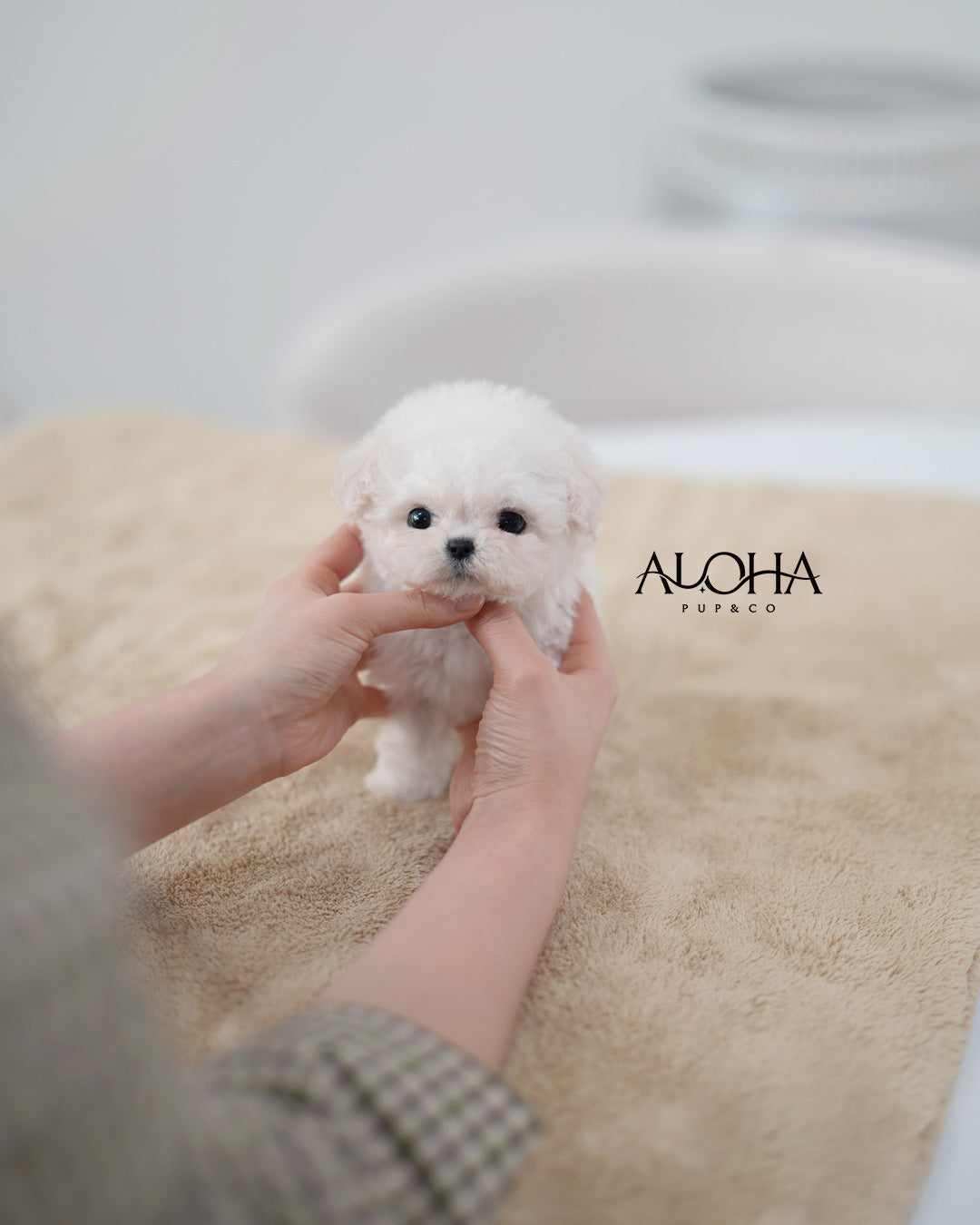 Ami [TEACUP POODLE]
