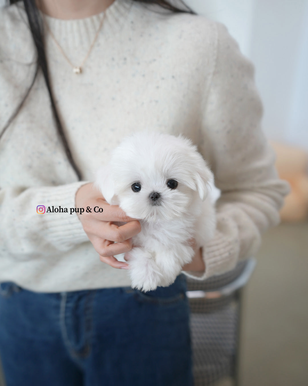 Lulu [TEACUP MALTESE]
