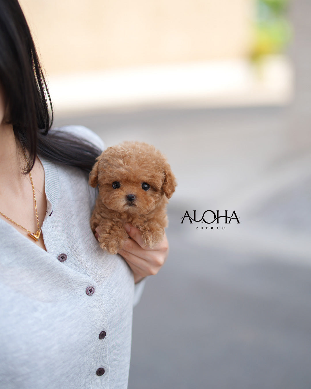 Cora [TEACUP POODLE]