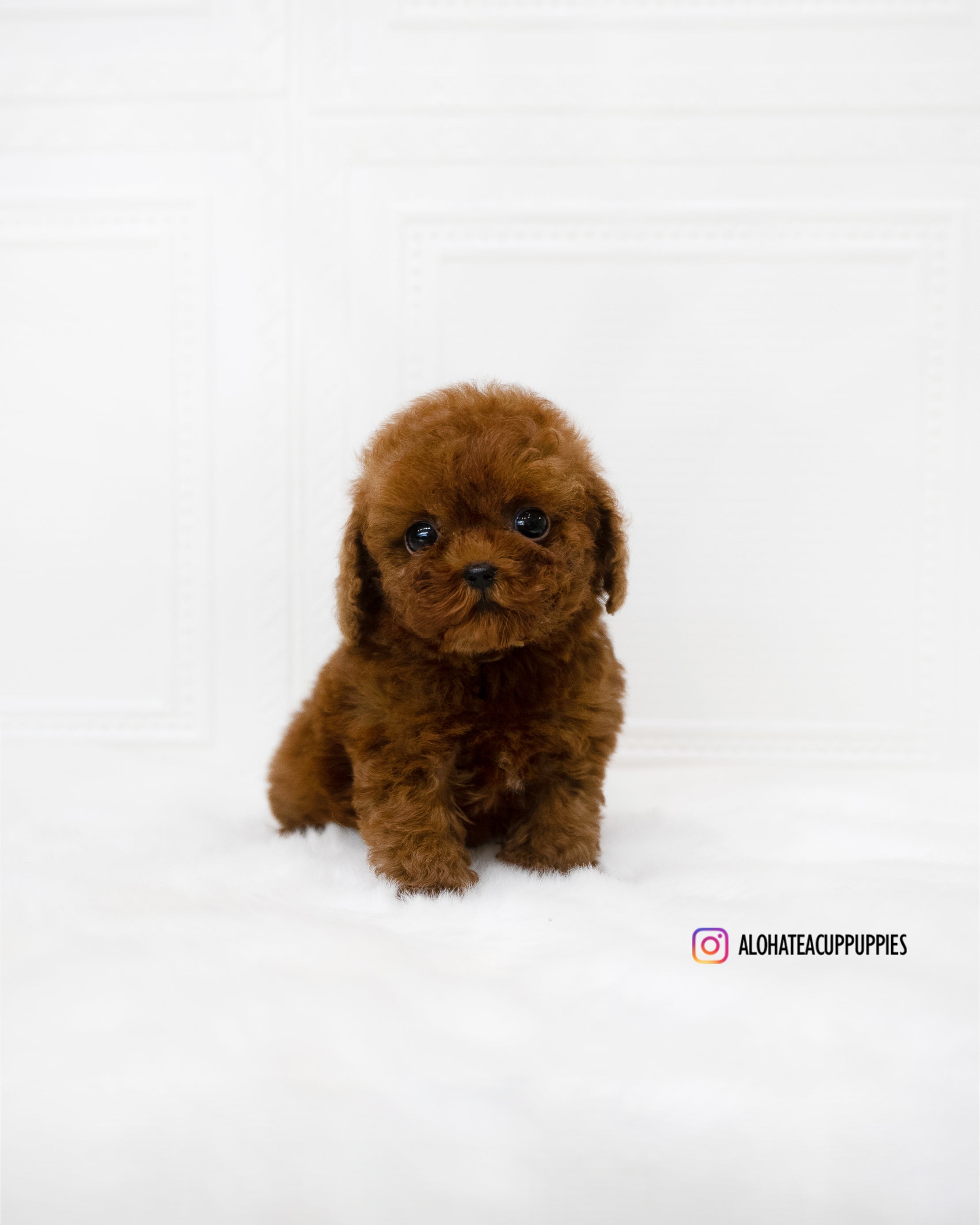 Remi [TEACUP POODLE]
