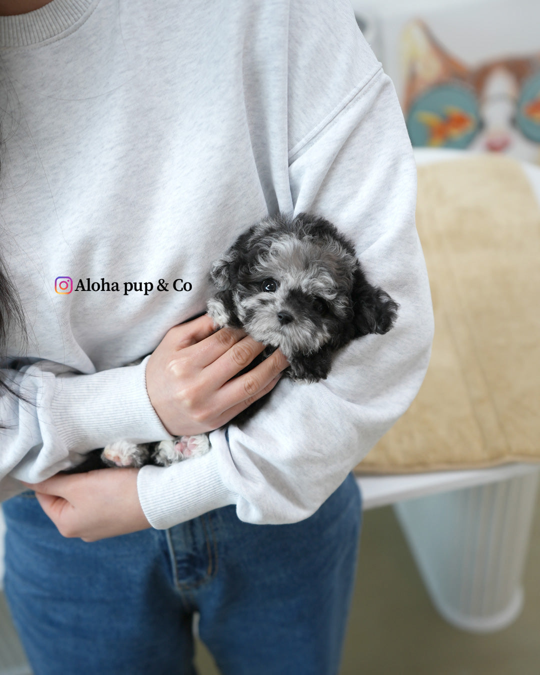 Molly [TEACUP POODLE]