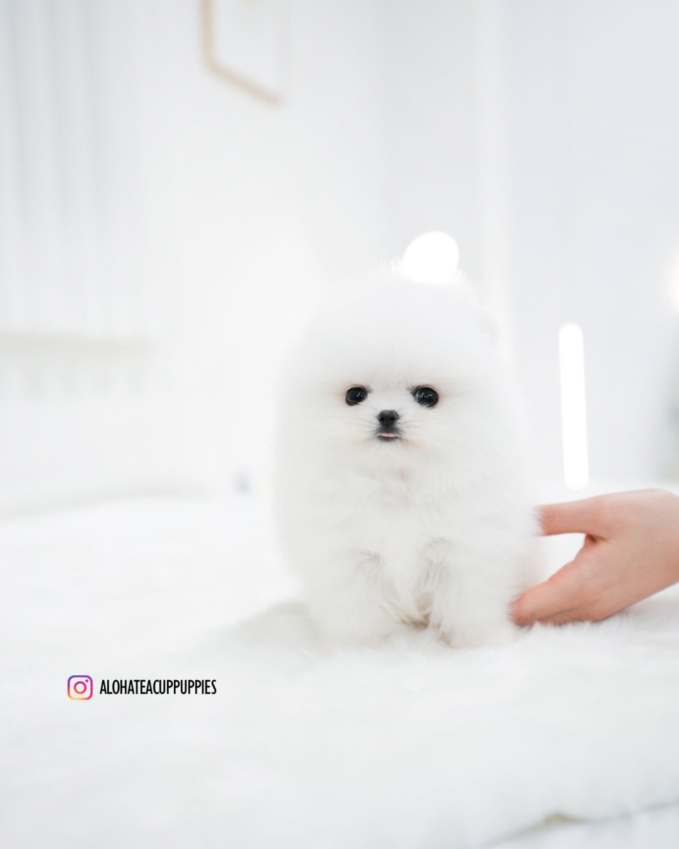 Wanda [POMERANIA TAZA DE TÉ]
