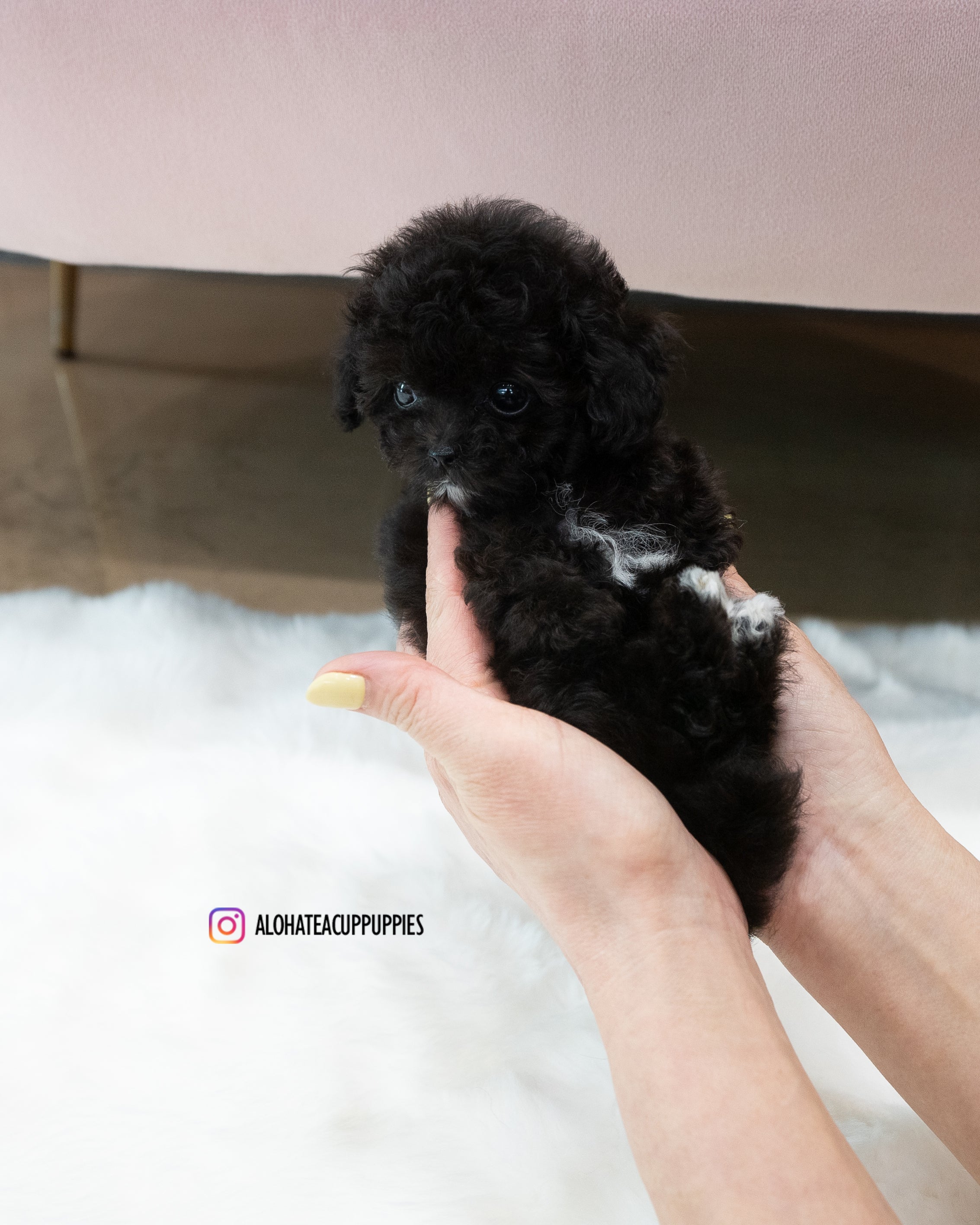 KAI [TEACUP POODLE]