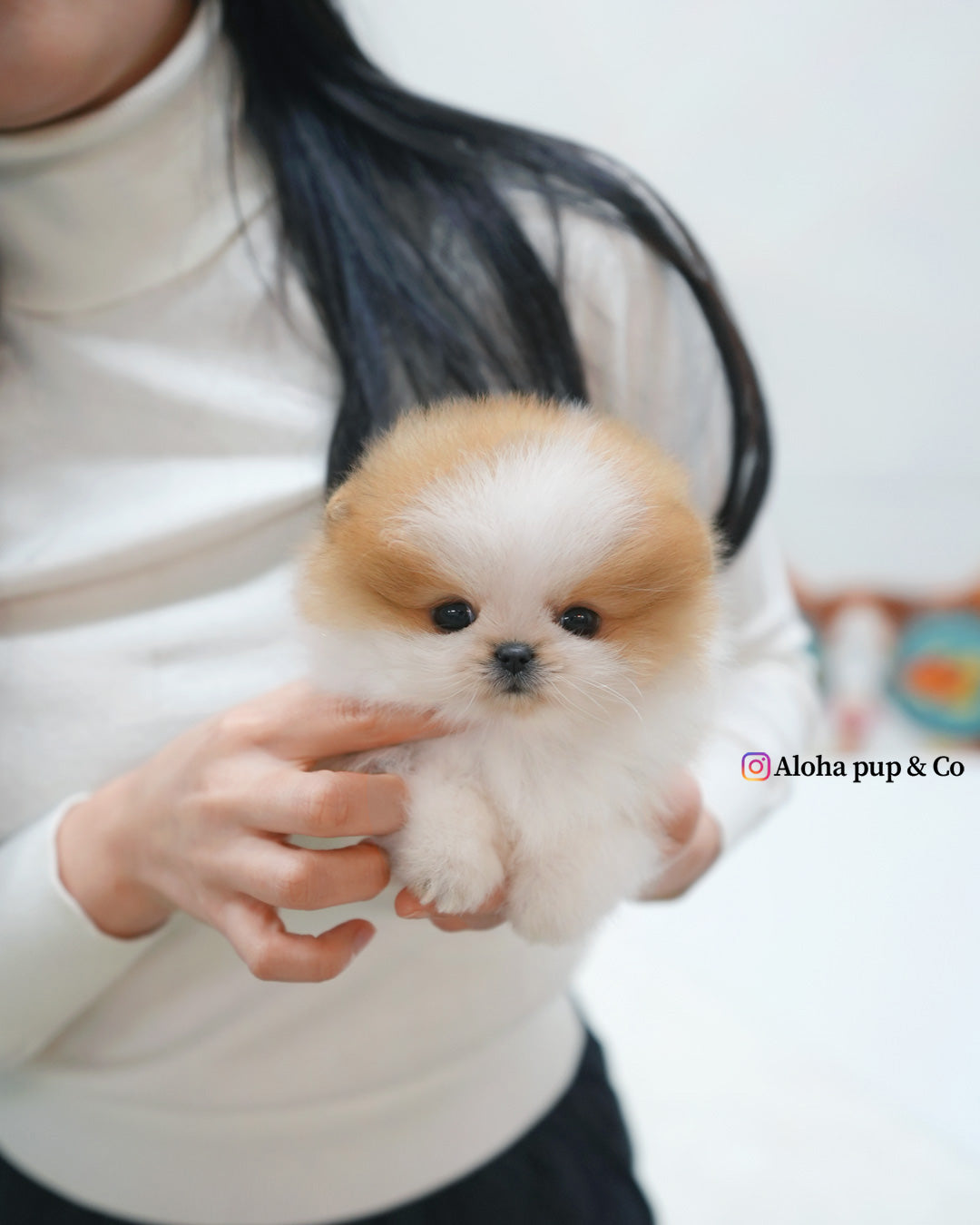 Celine [POMERANIA TAZA DE TÉ]