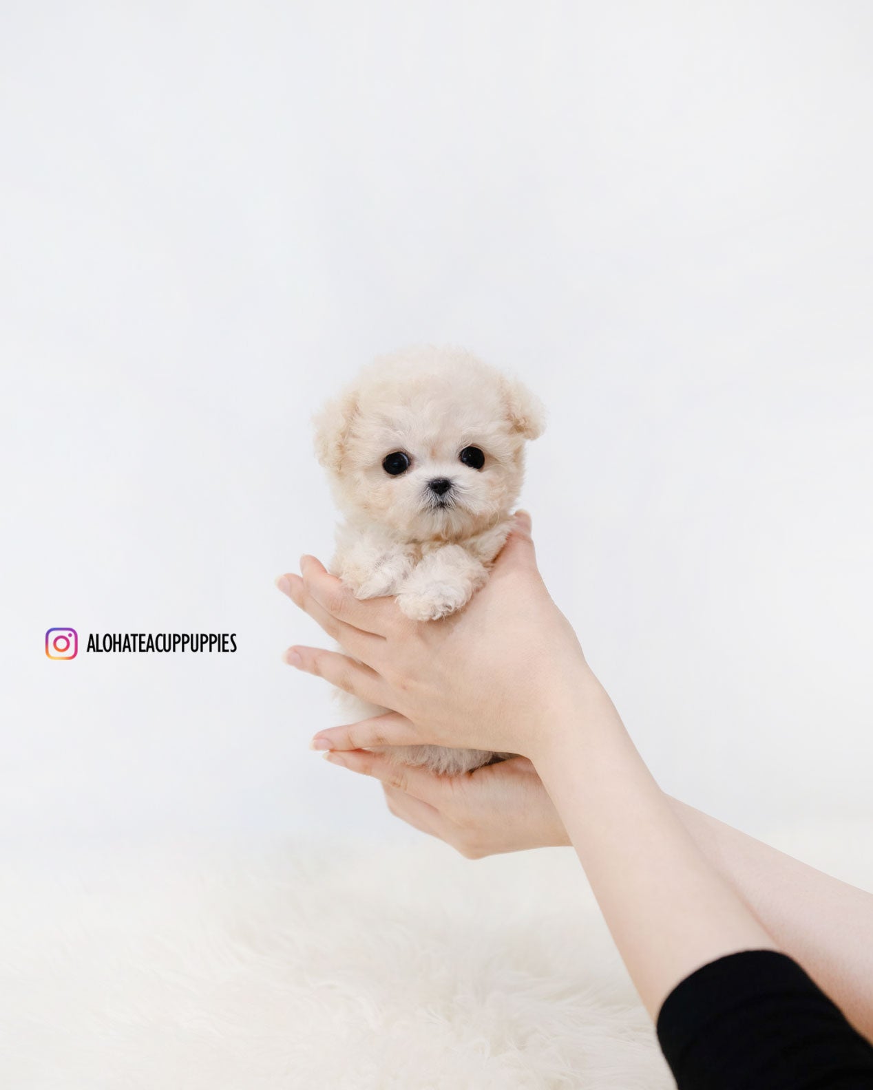 Zoey [TEACUP MALTIPOO]