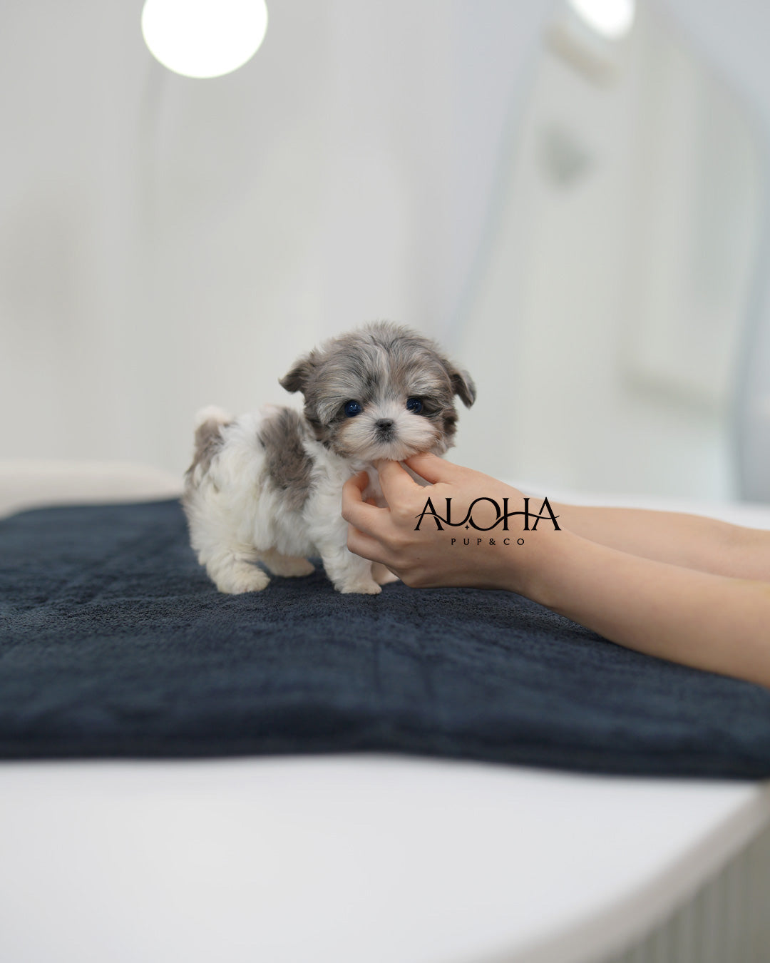Felix [TEACUP MALTIPOO]