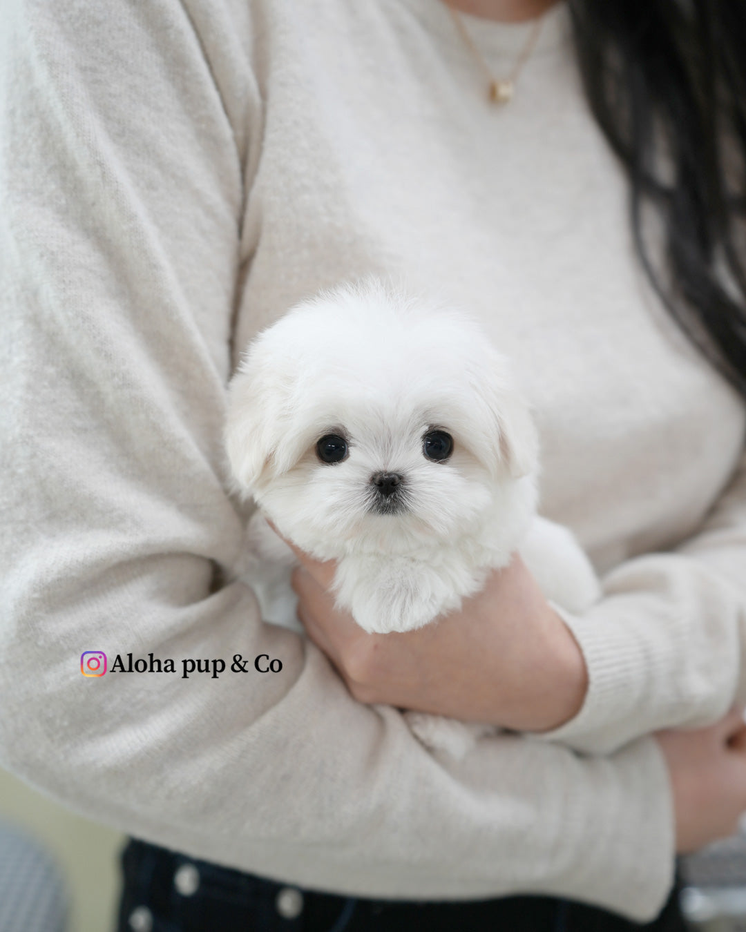 Lia [TEACUP MALTESE]