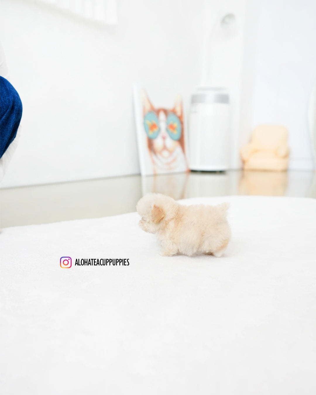 Mochi [TEACUP POODLE]
