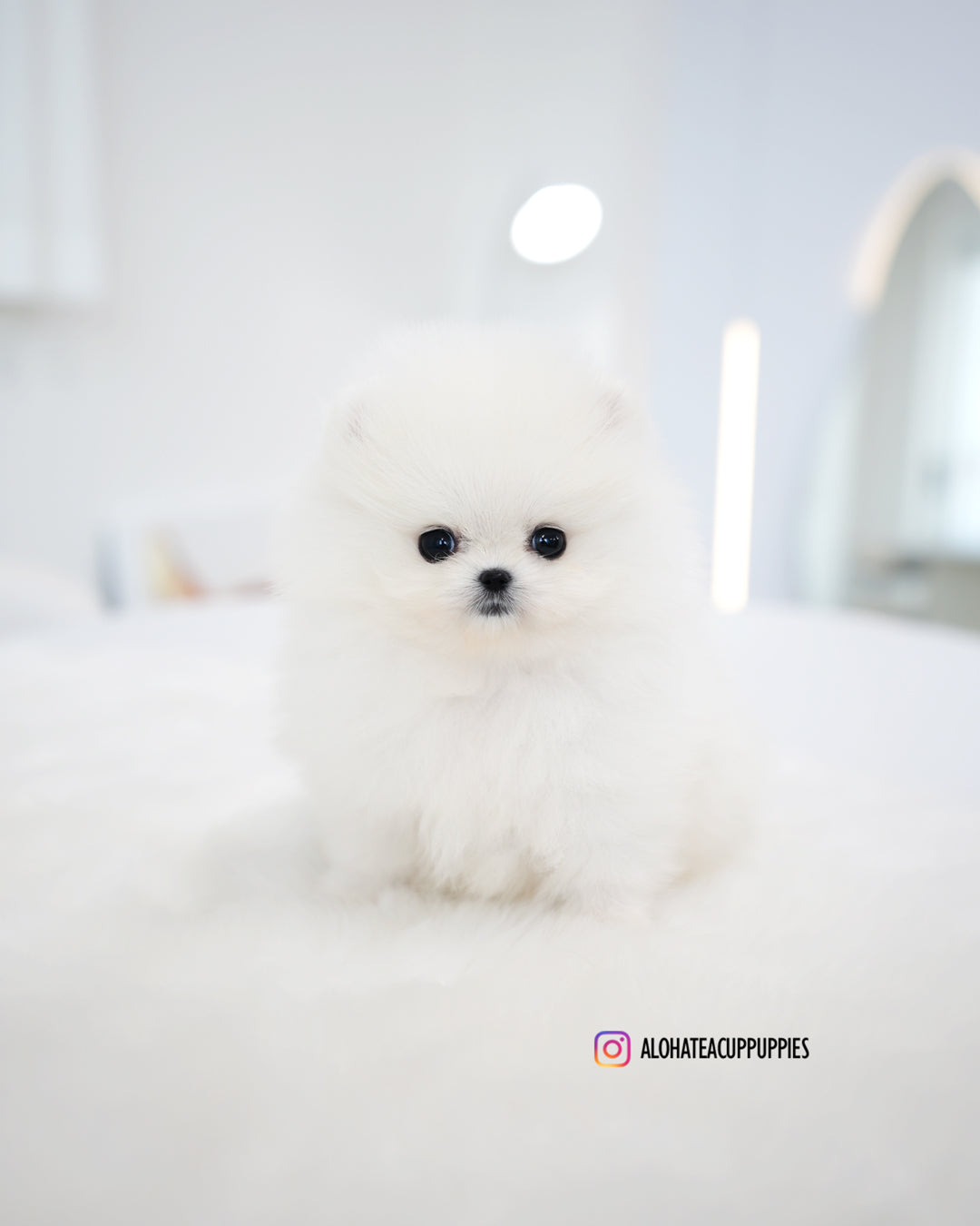Kitty [POMERANIA TAZA DE TÉ]