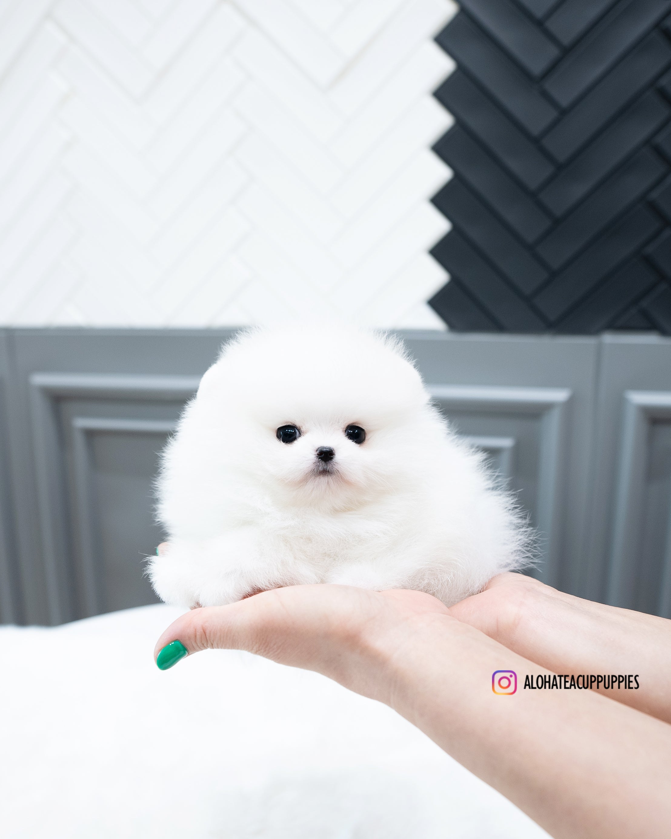 Rocco [茶杯博美犬]
